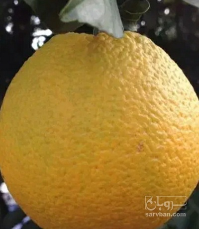 فروش پرتقال تامسون