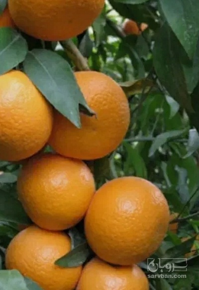 فروش نارنگی