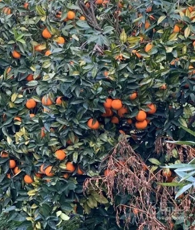 فروش پرتقال تامسون