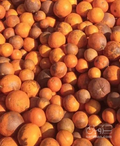 فروش پرتقال والنسیا