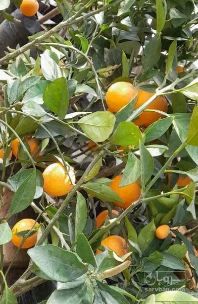 فروش پرتقال واشنکتن