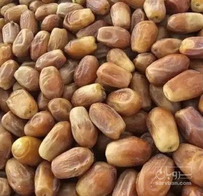 فروش خرما زاهدی