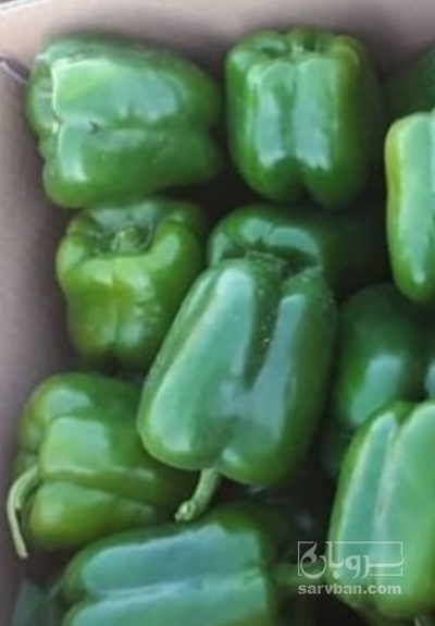 فروش فلفل دلمه ای