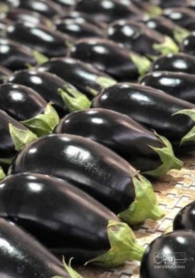 فروش بادمجان