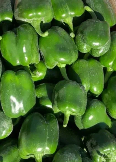 فروش فلفل دلمه ای