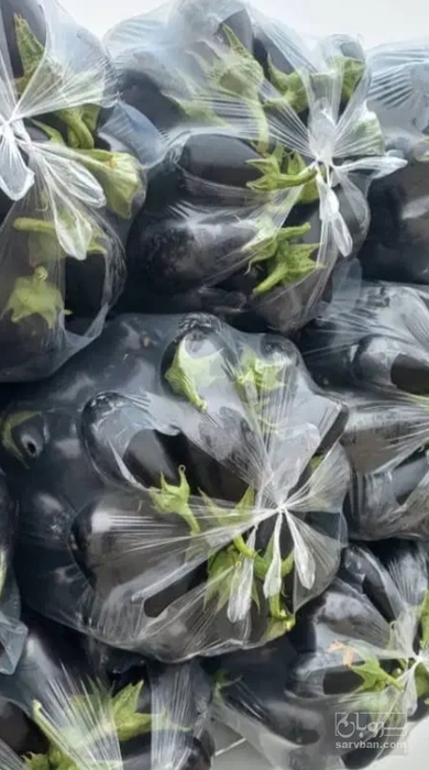 فروش بادمجان