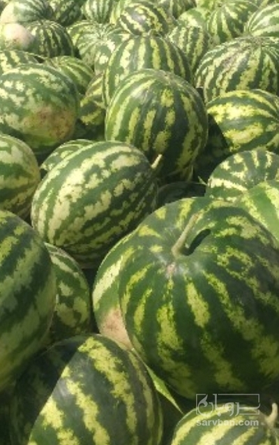 فروش هندوانه