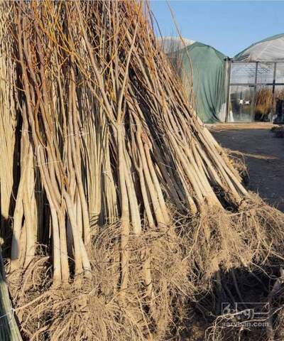 فروش نهال گردو