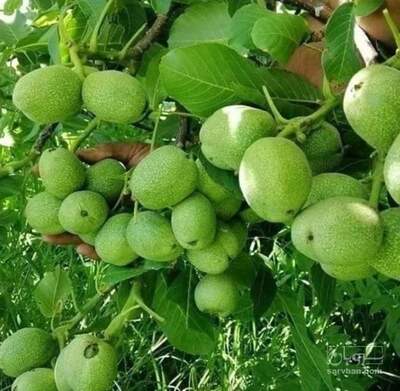 فروش نهال گردو