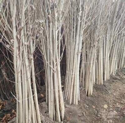 فروش نهال صنوبر