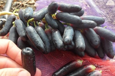 فروش نهال انگور