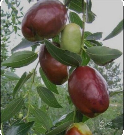 فروش نهال عناب