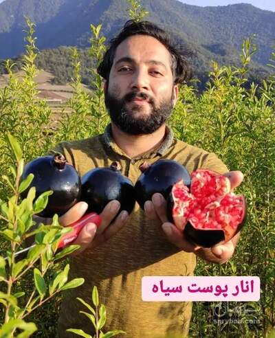 فروش نهال انار