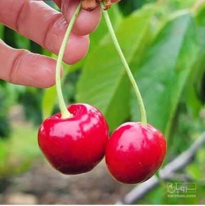 فروش نهال آلبالو