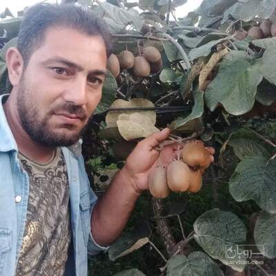 فروش نهال کیوی