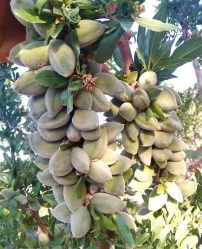 فروش نهال بادام