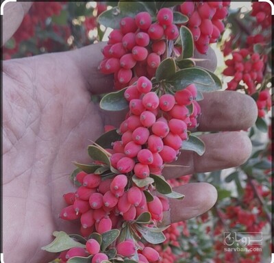 فروش نهال زرشک