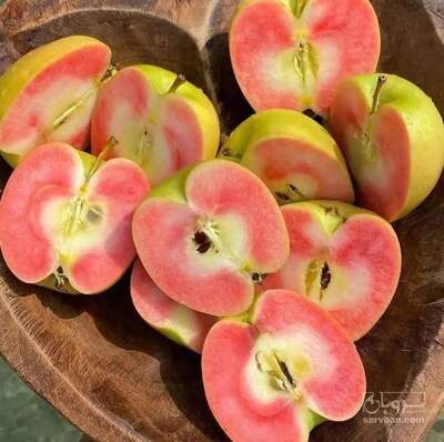 فروش نهال سیب