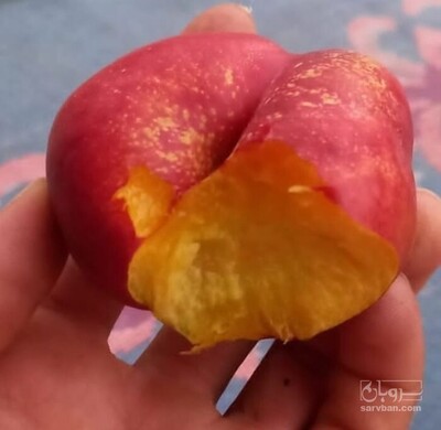 فروش نهال هلو