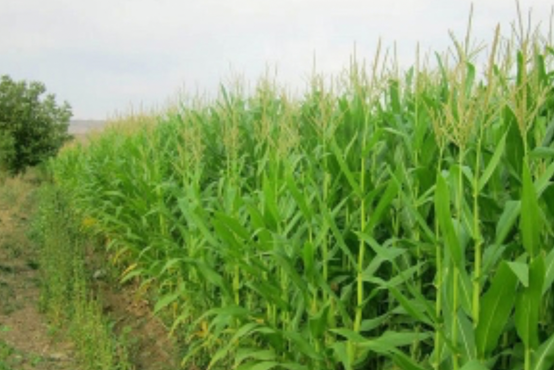 فروش ذرت علوفه ای