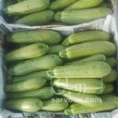 فروش کدو  سبز