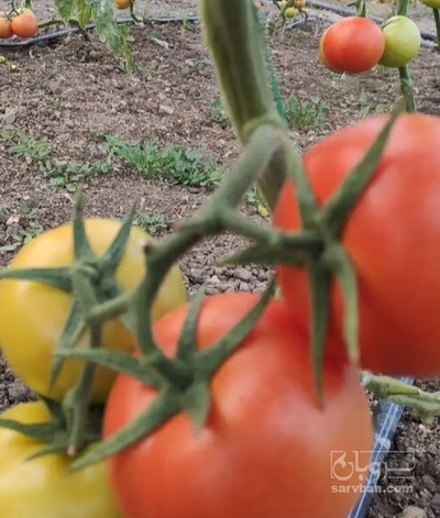 فروش گوجه فرنگی