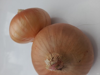 فروش پیازطلایی