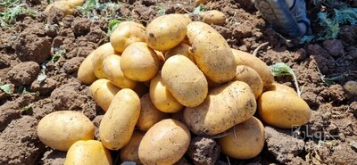 فروش سیب زمینی