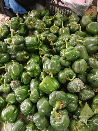 فروش فلفل دلمه ای