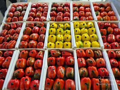 فروش فلفل دلمه ای