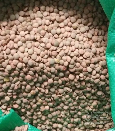 فروش عدس کبوتری