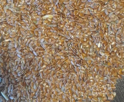 فروش کتان (گیاه الیافی)