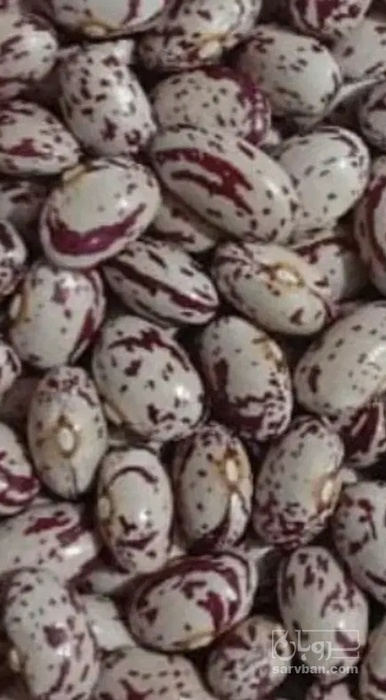 فروش لوبیا چیتی