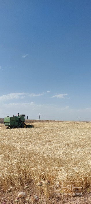 فروش کاه و کلش گندم