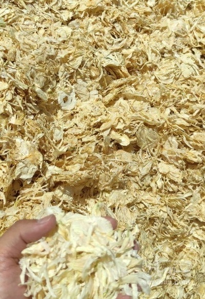 فروش پیاز خشک (گیاه‌ دارویی)