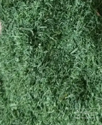 فروش شوید خشک (گیاه‌ دارویی)