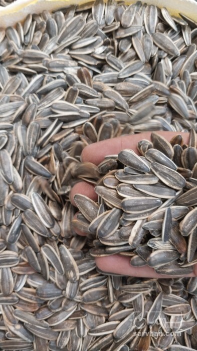 فروش تخمه آفتابگردان بود داده