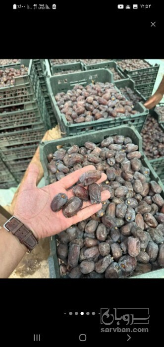 فروش خرما