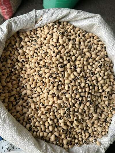 فروش لوبیا چشم بلبلی