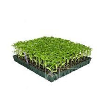 فروش انواع نشا صیفیجات