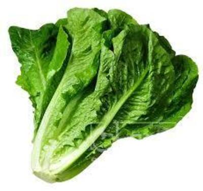 فروش کاهو ایرانی - رومانو