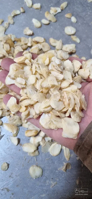 فروش سیر خشک -