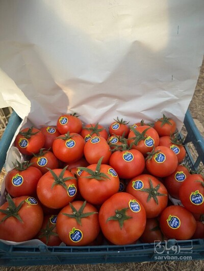 فروش گوجه فرنگی