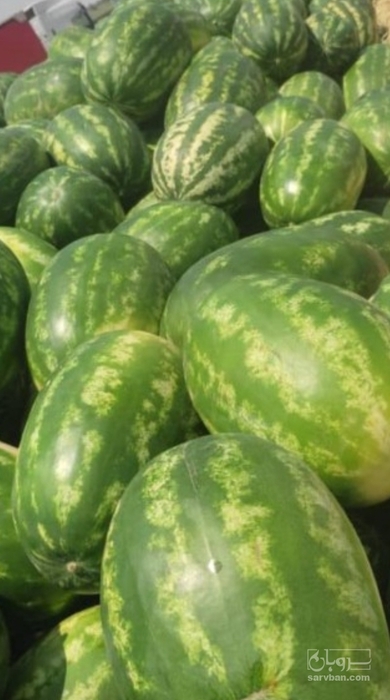 فروش هندوانه