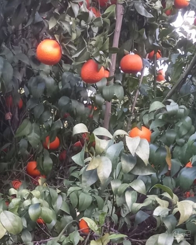 فروش نارنگی