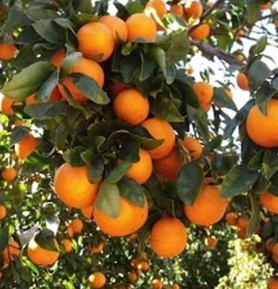 فروش پرتقال