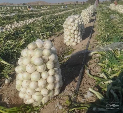 فروش پیازسفید