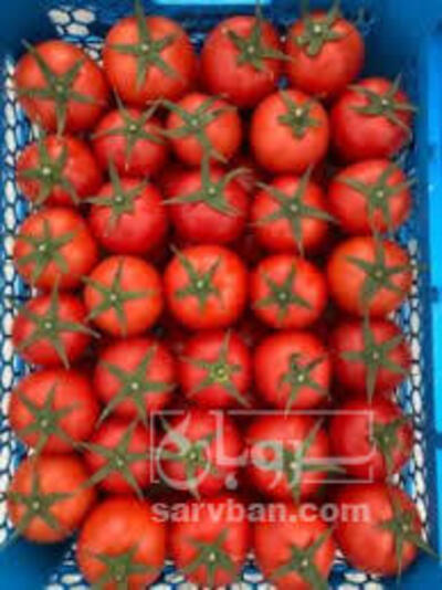 فروش گوجه فرنگی