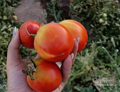 فروش گوجه فرنگی بروبیو