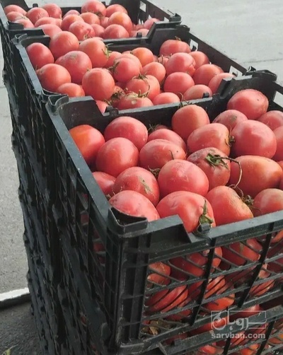 فروش گوجه فرنگی متین